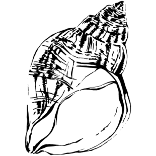 Shell-2